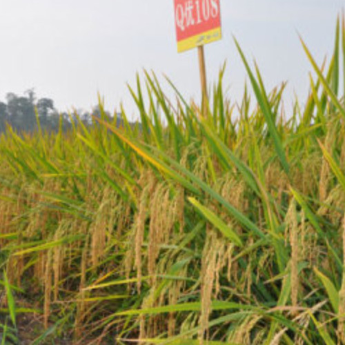 海南神農種業科技股份有限公司.jpg 海南神農種業科技股份有限公司.jpg